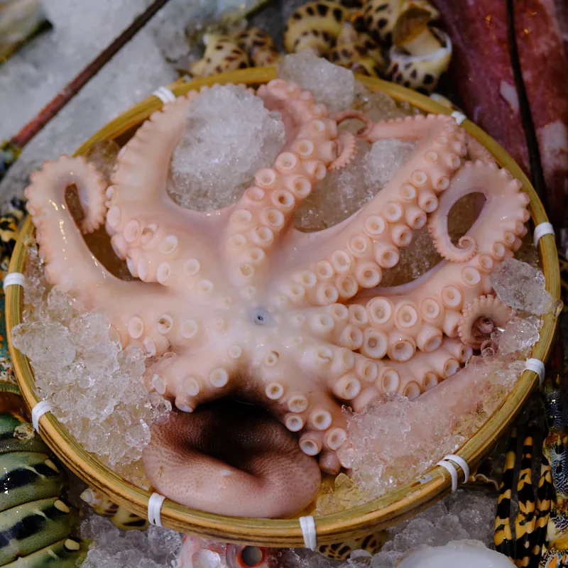 Bạch Tuộc Đại Dương